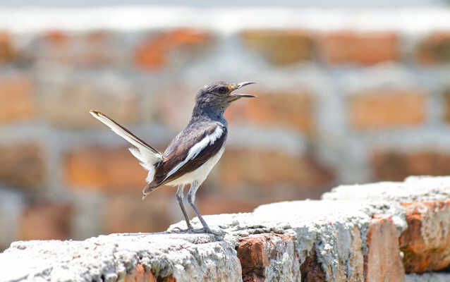 Oriental magpie Robin