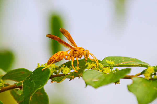 Yellow Paper Wasp