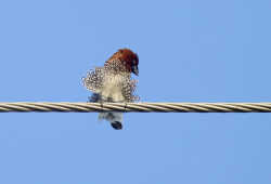 Scaly breasted Munia