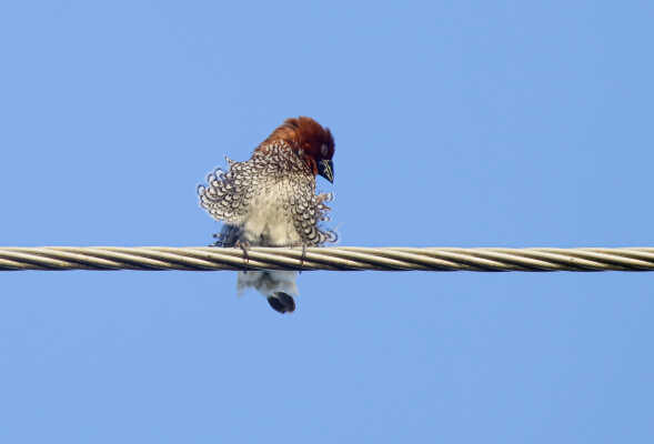 Scaly breasted Munia