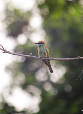 Asian green bee-eater
