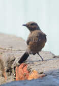 Brown Rock Chat