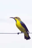 Purple Sunbird