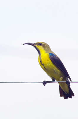 Purple Sunbird