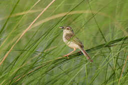 Plain Prinia