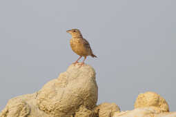 Indian bush Lark