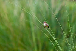 Zitting Cisticola