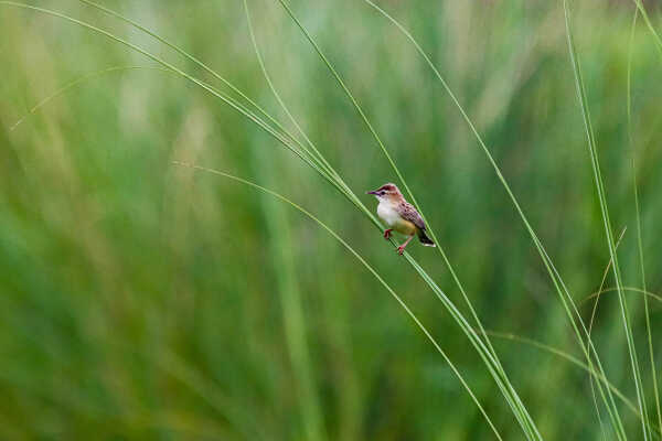 Zitting Cisticola