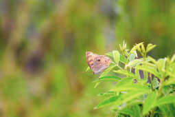 Lemon Pansy Butterfly