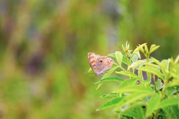 Lemon Pansy Butterfly