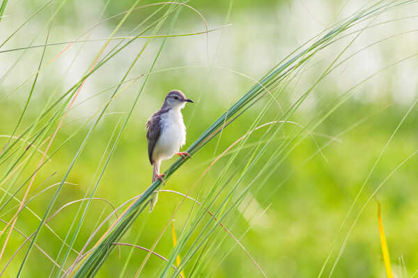 Plain Prinia