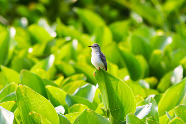 Plain Prinia