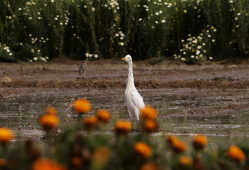 Cattle Egret