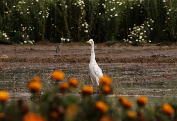 Cattle Egret