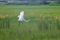 Great Egret