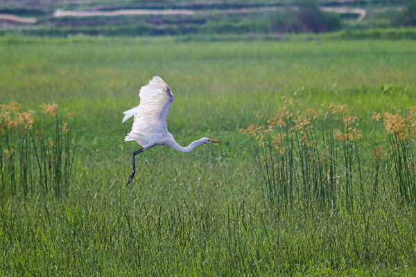 Great Egret