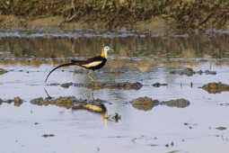 Pheasant-tailed Jacana