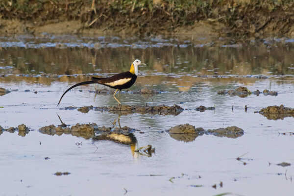 Pheasant-tailed Jacana