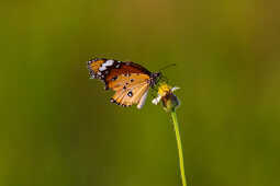 Plain Tiger Butterfly