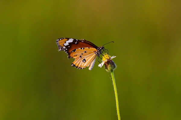 Plain Tiger Butterfly