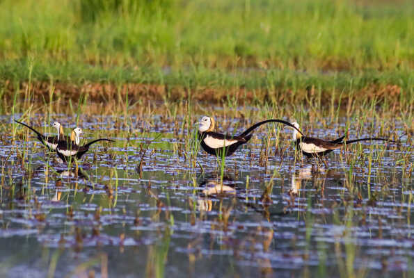 Pheasant-tailed Jacana