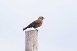 Brown Rock Chat