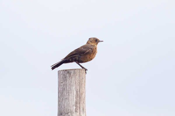 Brown Rock Chat