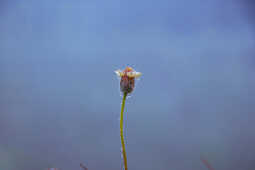 Dew Drops