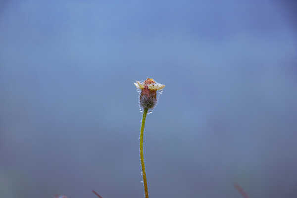 Dew Drops