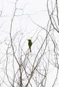 Green Bee-eater