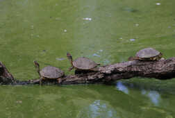 Tent turtles