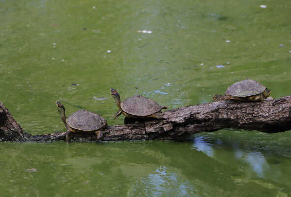 Tent turtles