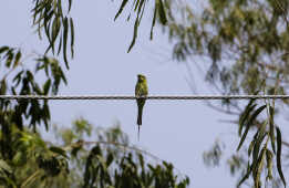 Green Bee-eater