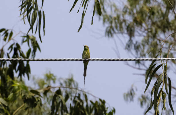 Green Bee-eater