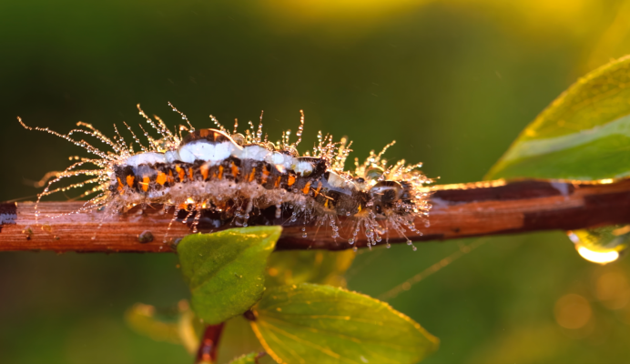 Caterpiller
